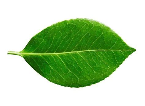 10 Difference Between Simple And Compound Leaf (With Examples ...