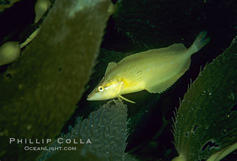 Giant kelpfish in kelp, Heterostichus rostratus photo, San Clemente Island, California