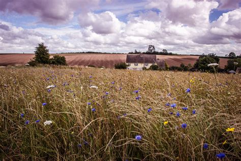 Visiting Cotswold Lavender Fields - The Happy Kamper