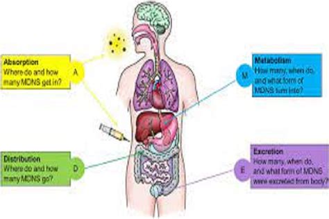 Absorption, distribution, metabolism and excretion - TRUTHREVIEWERS