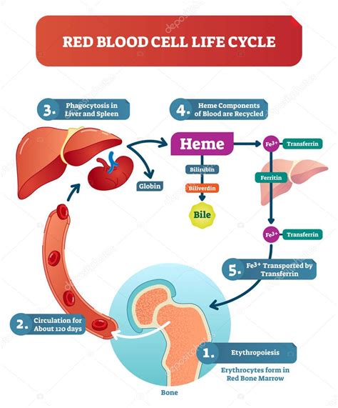 Red Blood Cell Erythrocytes Life Cycle And Circulation Scheme In Human ...