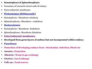 Coelom formation in protostomes and deuterostomes and types of coelom | PPT