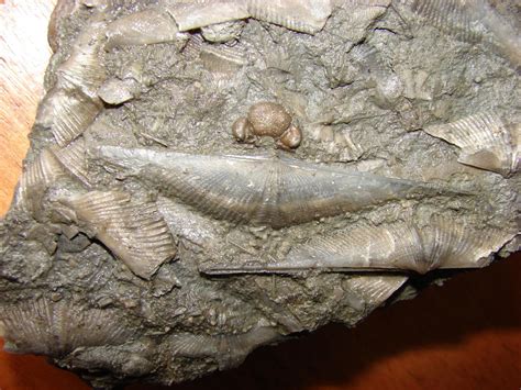 Mucrospirifer arkonensis - Members Gallery - The Fossil Forum