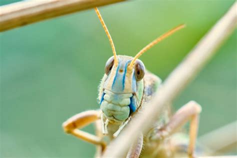 Grasshopper Eyes Stock Photos, Pictures & Royalty-Free Images - iStock