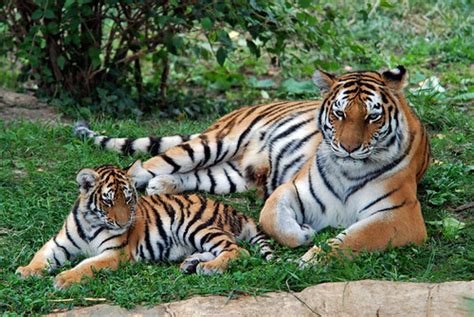 Mother and baby tiger | Mother and her tiger cub at the St. … | Flickr