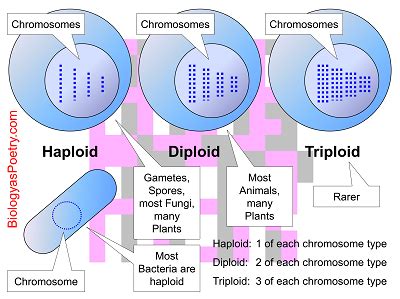 Haploid - Biology As Poetry