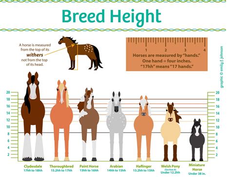 horse breeds chart - Yahoo Image Search Results Pretty Horses, Horse ...