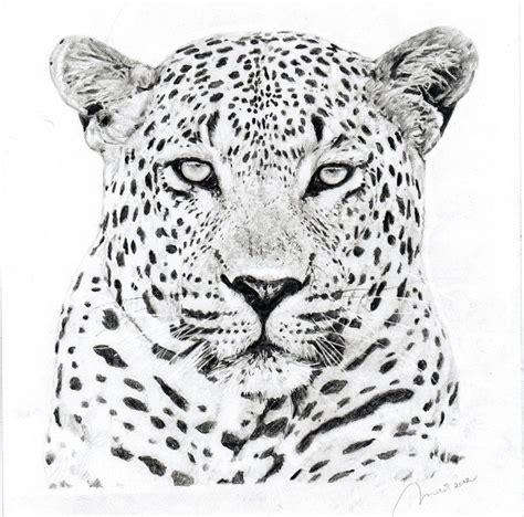 Leopard Head Drawing Art - Drawing Skill