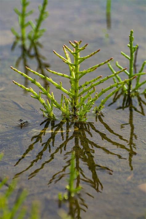 Salicornia Edible Plants Grow in Salt Marshes, Beaches, and Mangroves, Calles Also Glasswort ...