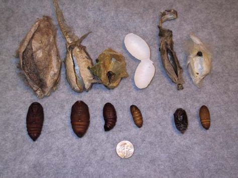 Comparison domesticated & native silk moth cocoons. | Moth cocoon, Cocoon, Animals bugs