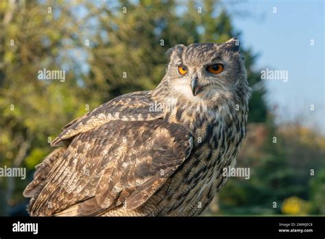 Large eagle owl close up Stock Photo - Alamy