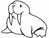 Baby Walrus Coloring Pages sketch template