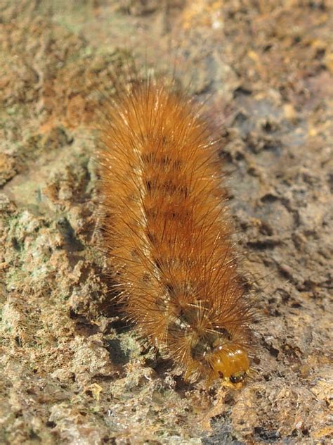 British caterpillars: Buff Ermine | Wildlife Insight