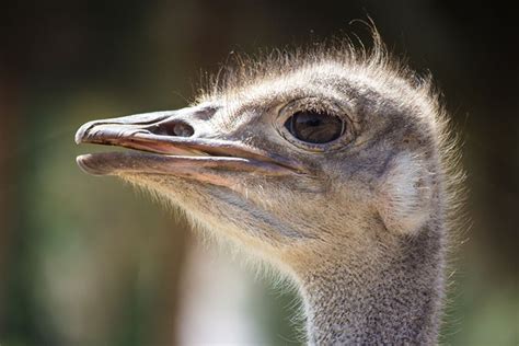 Amazing eyes: 17 vision champions | Natural History Museum