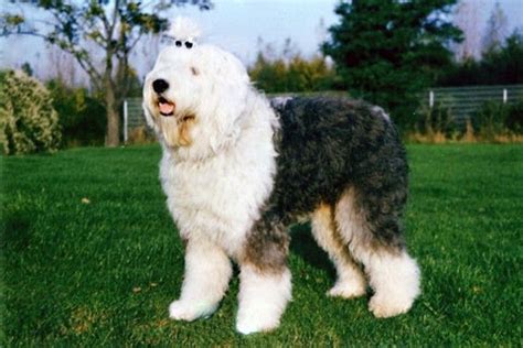 Sheepadoodle - Fun Facts and Crate Size – Pet Crates Direct