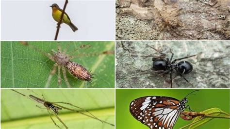 20 new species of fauna recorded on Pulau Ubin, including new type of spider : r/SingaporeR