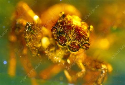 Spider fossilised in amber - Stock Image - E442/0416 - Science Photo Library