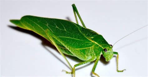 Katydid vs Grasshopper: What Are 8 Key Differences? - IMP WORLD