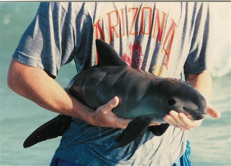 La Vaquita Marina: en peligro de extinción y tema polémico- Rocky Point 360