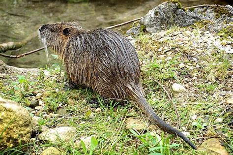 Nutria (Myocastor coypus) | Fraser Valley Invasive Species Society