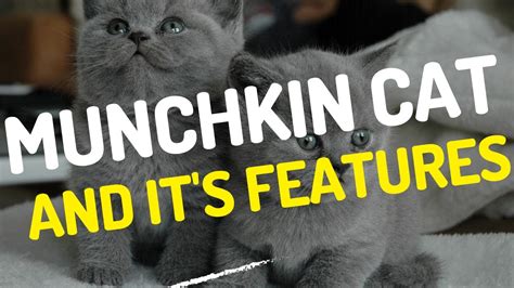 MUNCHKIN CATS: THE ADORABLE AND UNIQUE BREED / Munchkin Cat Personality ...