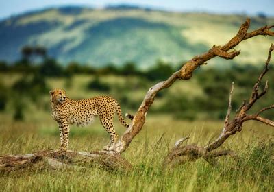 Africa's Big 5 Safari Animals and Where to See Them (Plus Other Iconic Species!)