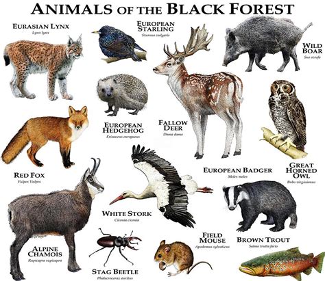 Animals Of The Black Forest Photograph by Roger Hall | Fine Art America