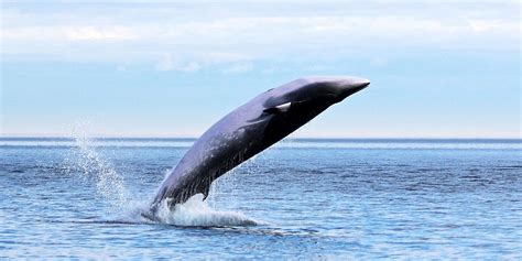 [41+] Minke Whale Size Compared To Human