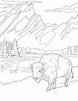 Dibujo De Bisonte Para Colorear  Dibujos Imprimir Gratis sketch template