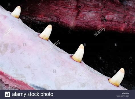 Sperm Whale Teeth High Resolution Stock Photography and Images - Alamy