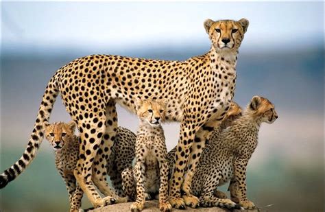 Animal And Pet Collections: Cheetah: the fastest mammal walking on earth