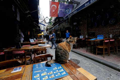 Cats of Istanbul - campestre.al.gov.br