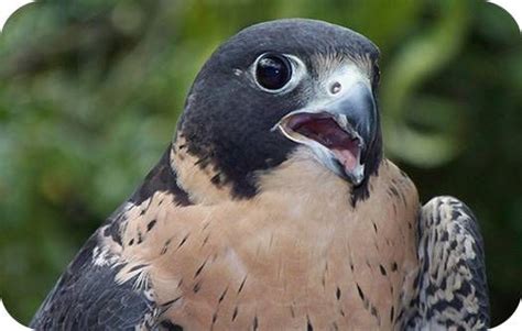 Falcon Animal Totem and Symbolic Falcon Meaning | Animal totem meanings ...