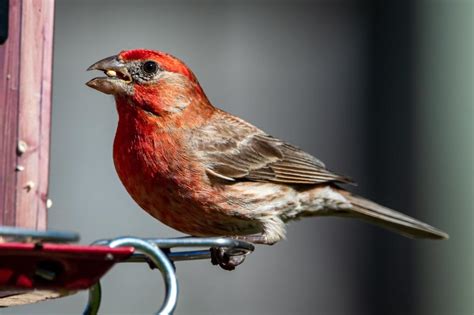 20 Beautiful Birds with Red Heads with Pictures – TheBirdBird