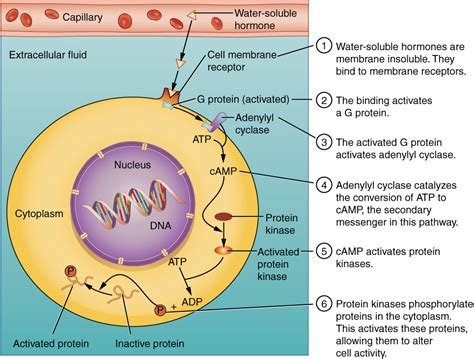 The endocrine system — hormones | It's a natural universe