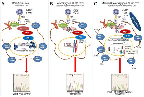 Biological insights into BRAF(V600) mutations in melanoma patient: Not ...