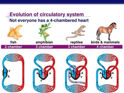 PPT - Circulatory System in Animals PowerPoint Presentation - ID:2829441