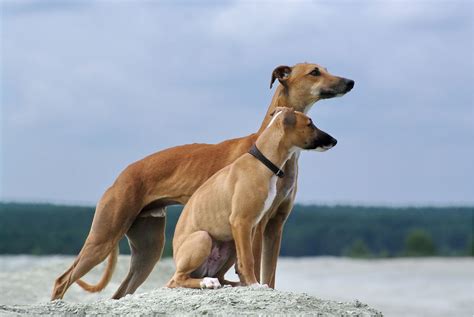 Whippet Dog Breed History Characteristics And Health Facts