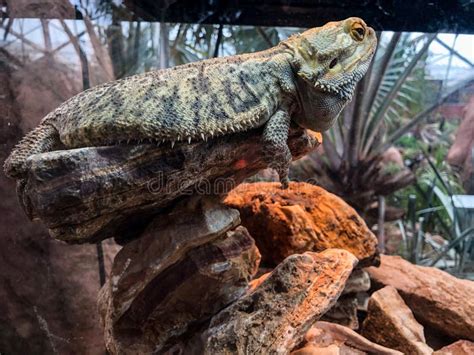 Bearded Dragon Desert Animal Sitting on Rocks Stock Photo - Image of rocks, beard: 208002376