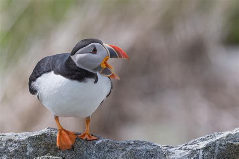 Atlantic Puffin Mouth Open Photograph by Glenn Lahde - Pixels