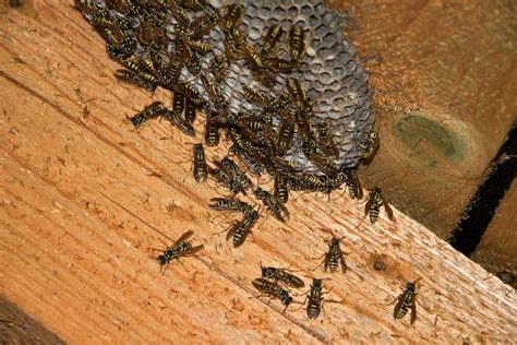 Vespula Vulgaris. Wasp Nest in the Attic of the House Stock Image ...