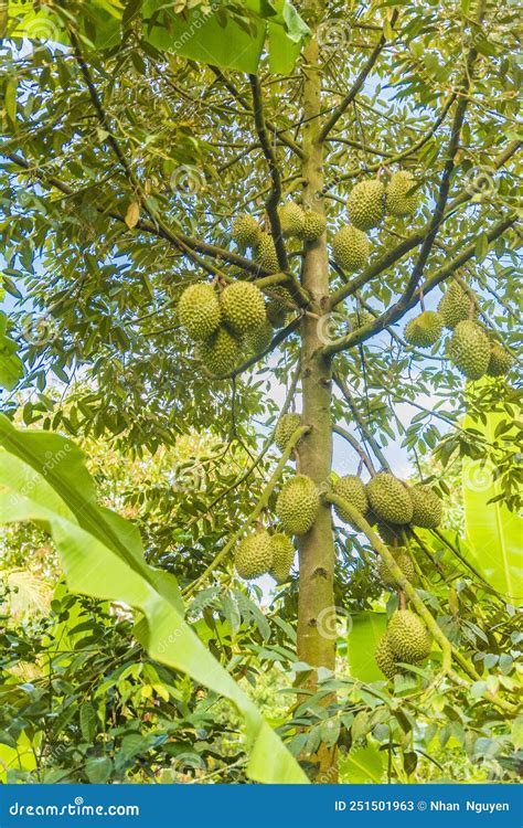 Durian Tree, Fresh Durian Fruit on Tree, Durians are the King of Fruits Stock Image - Image of ...