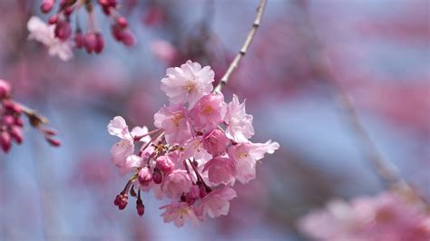 Background Bunga Sakura - 8 Fakta Menarik tentang Bunga Sakura - Satu ...