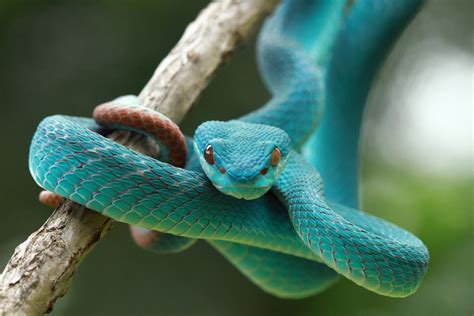 Why Do Snakes Eat Themselves? | Flipboard