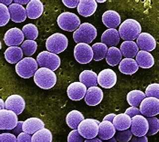 INFECTIOUS DISEASE: Coccus or spherical shaped bacteria