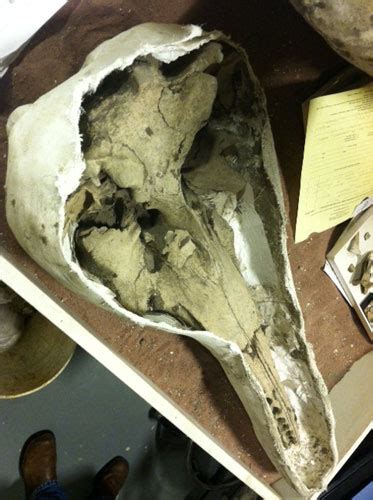 Ancient dolphin fossil found on Maryland shores (photos) - WTOP News