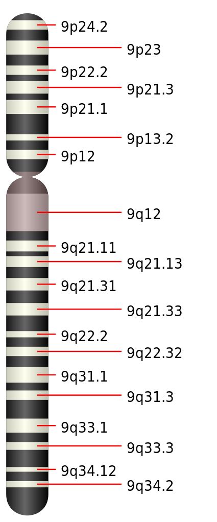 File:Chromosome 9.svg - Wikimedia Commons