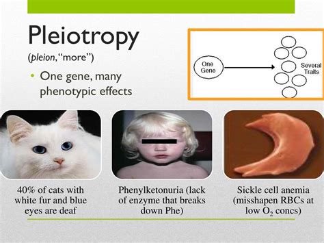 PPT - Non-Mendelian Genetics PowerPoint Presentation, free download - ID:4643067