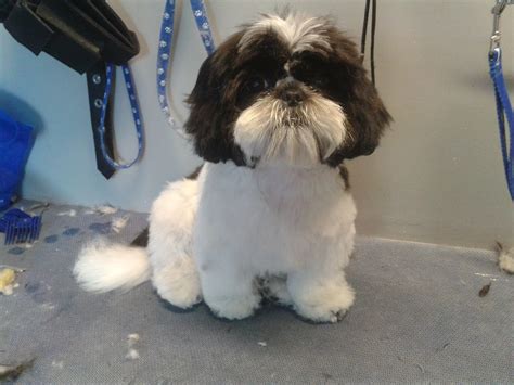 Pictures Of Shih Tzu Teddy Bear Cut - Shih Tzu Dog