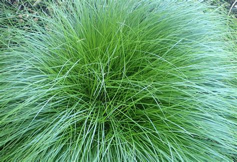 Five Great Native Sedges for Your Garden — Christy Webber Farm and ...